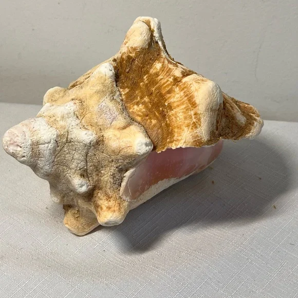 Natural Conch Shell Seashell Decor - Picture 6 of 7